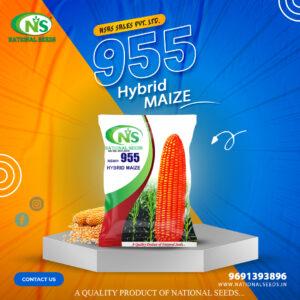 NSMH 955 HYBRID MAIZE