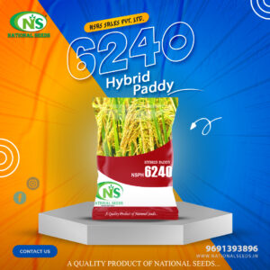 NSPH 6240 HYBRID PADDY