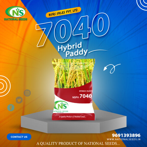 NSPH 7040 HYBRID PADDY