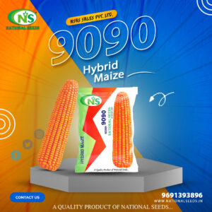 NSMH 9090 HYBRID MAIZE
