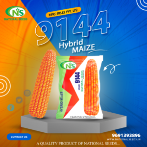 NSMH 9144 HYBRID MAIZE