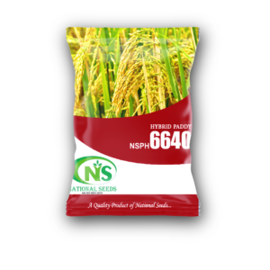 NSPH 6640 धान बीज
