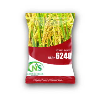 NSPH 6240 धान बीज