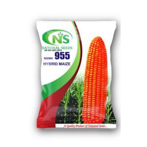 955 MAKKA